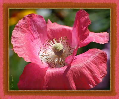 Little Miss Muffet's Tuffet