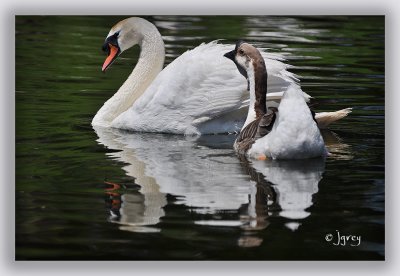 I Know I'm A Goose & You're A Swan...But I Love You!