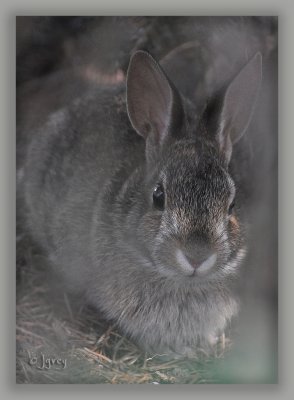 Lily-Grace, Hiding Under A Spruce Tree