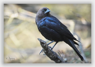 Just An Old Cowbird Looking For A Herd