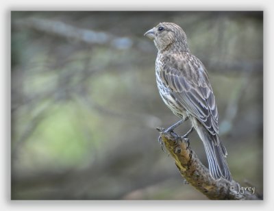 Dreams Of An Everyday House Finch