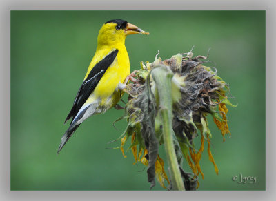 Score 1 For The Goldfinch