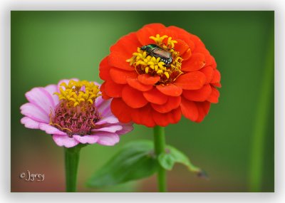 Hey Bug! Stop Eating My Zinnias!