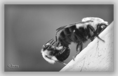 Bee Careful, Honey. Don't Sting Me!