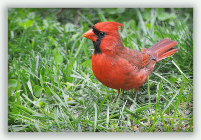 A Splash Of Red For A Dreary Day