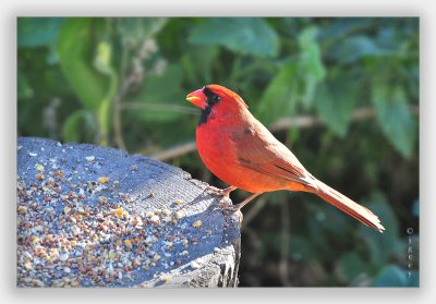 One Happy Cardinal