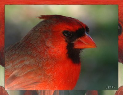 Profile Of A Cardinal