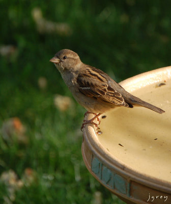 Sweet Sparrow
