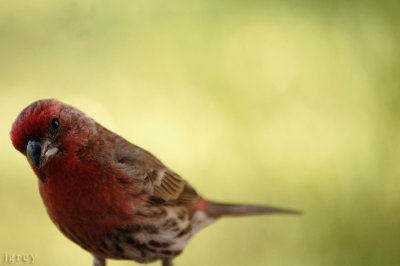 Window Peeper