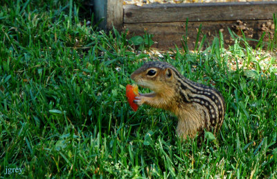 Gladys The Gopher Loves Nectarines