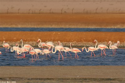 IMG_Greater Flamingo   8296.jpg