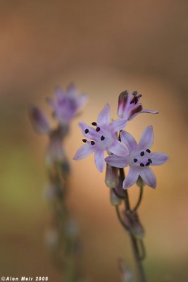 IMG_9461.jpg   Scilla autmnalis