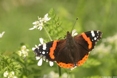 Vanessa atalanta   1236.