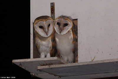 Barn_owl Tyto alba  chicks IMG_0242-