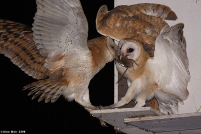 Barn_owl Tyto alba Feeding chick IMG_0328--2.jpg