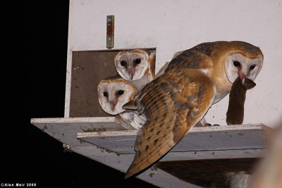 Barn_owl Tyto alba Feeding chick IMG_0332-2copy.jpg