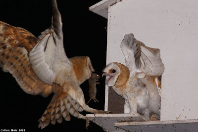 Barn_owl Tyto alba Feeding chick IMG_0419-2.jpg