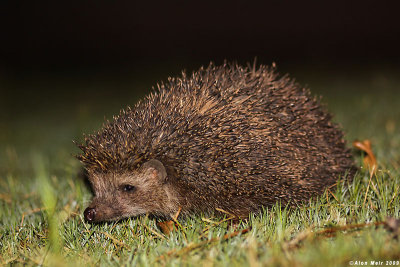 0655-  Eastern Hedgehog