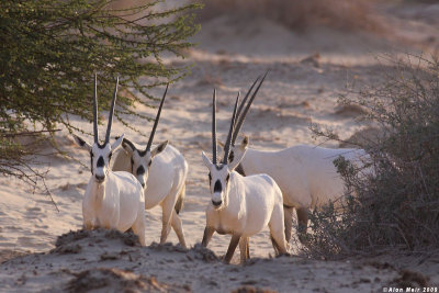 IMG_2253  Oryx leucoryx