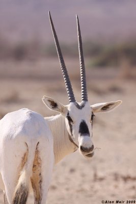 IMG_2367.  Oryx leucoryx