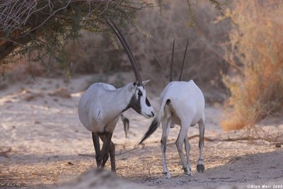 IMG_2238.  Oryx leucoryx
