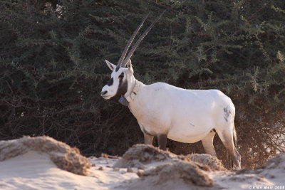 IMG_2252.  Oryx leucoryx
