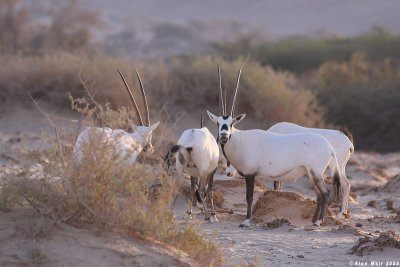 IMG_2265  Oryx leucoryx