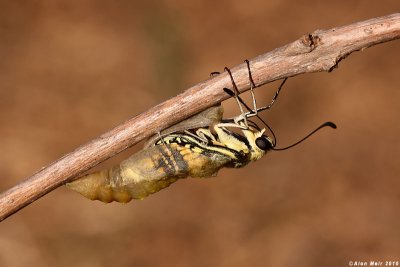 Common Swallowtail,Papilio machaon 9791.jpg