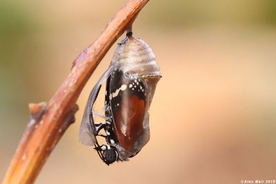 IMG_9984.jpg  Danaus chrysippus