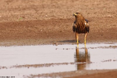 IMG_1565.Aquila heliaca    