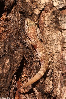 Hemidactylus turcicus   IMG_3934.jpg