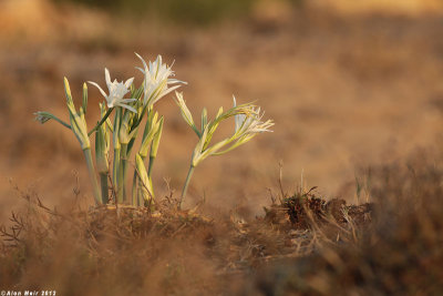 IMG_1568.jpg   Sea pancratium lily	