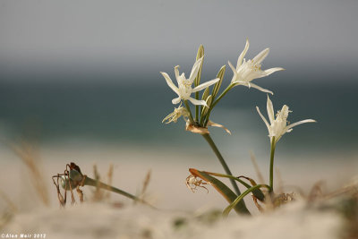 IMG_2137.jpg    Sea pancratium lily	