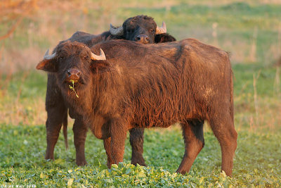 _buffalo_