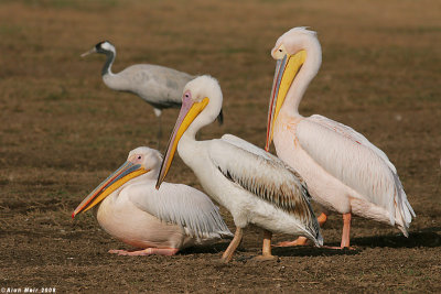 1310  white pelican