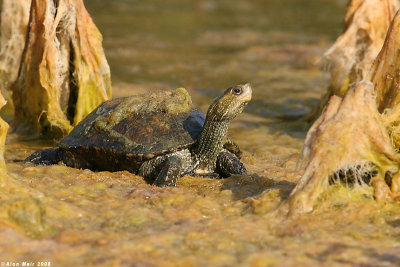 Caspian Turtle / Mauremys caspica 4330.jpg