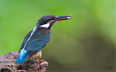 kingfisher_IMG_0195s.jpg