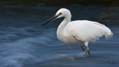 Egretta garzetta_2.jpg