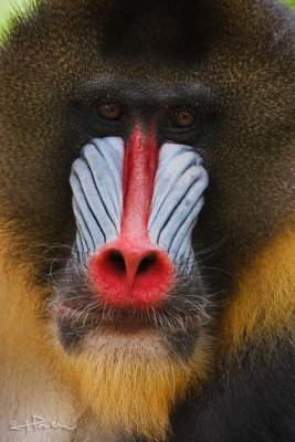 Mandrill_MC1M7974s.jpg