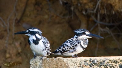 Pied Kingfisher_IMG_0655s.jpg