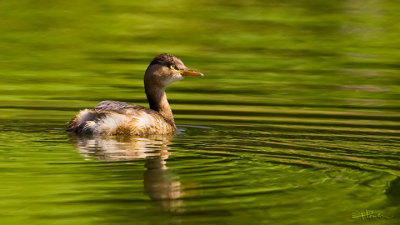 Little Grebe