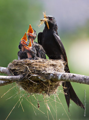 Black  Drongo HYIP8854_s.jpg