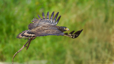 Crested Serpent Eagle_HYIP8338_s.jpg