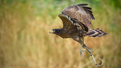 Crested Serpent Eagle__HYIP8339_s.jpg