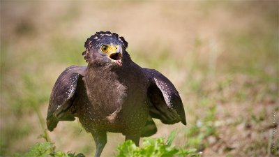 Crested Serpent Eagle_HYIP8238_s.jpg