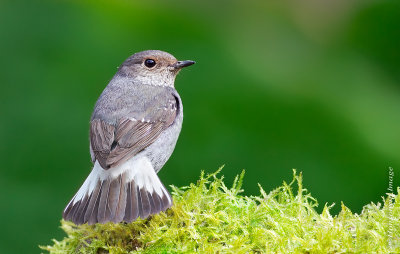 Plumbeous redstart_HYIP3679_s.jpg