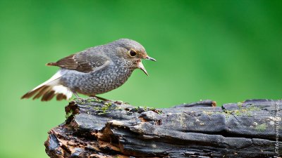 Plumbeous redstart_HYIP3529_s.jpg