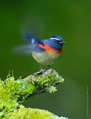 Johustens Bush Robin_HYIP4441_s.jpg