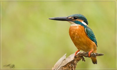 Nature_154.jpg