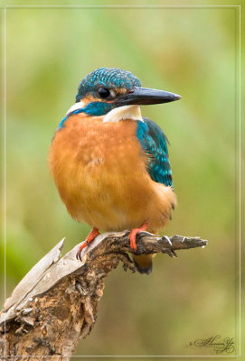 Nature_155.jpg